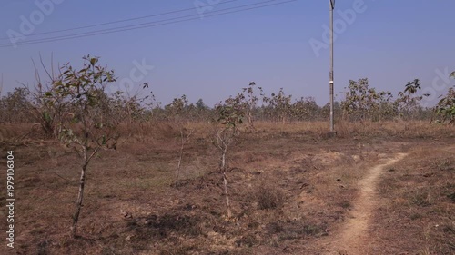 Dry rural landscape with small trees and sparse vegetation, arid countryside terrain under clear sky, natural environment showing drought conditions, climate change impact and ecological scene India