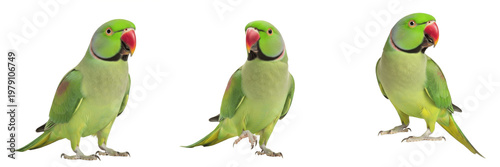 Foto Indian Ringneck Parrot Psittacula krameri standing alert, perruche à collier, Halsbandsittich, rose-ringed parakeet, green long-tailed parrot, exotic pet bird, alert bird posture