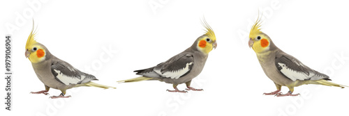 Foto Cockatiel Nymphicus hollandicus walking stance on white floor, calopsitte élégante, Nymphensittich, pet bird movement, Australian parrot walking, bird behavior photography