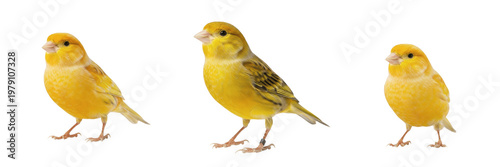 Obraz na płótnie Canary Serinus canaria domestica standing still with closed beak, canari, Kanarienvogel, domestic songbird, yellow bird posture, pet canary photography, quiet bird stance