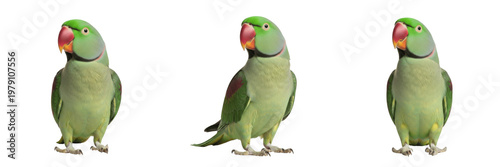 Schilderij op canvas Alexandrine Parrot Psittacula eupatria standing tall alert stance, grande perruche, Alexandersittich, large parakeet posture, Asian parrot, exotic bird pet photography