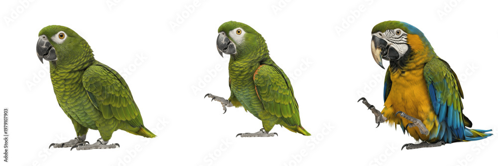 Fototapeta premium Lovebird Agapornis roseicollis standing with relaxed wing position, inséparable, Rosenköpfchen, Inseparable, peach-faced lovebird, African parrot, small pet bird, calm avian posture photography.