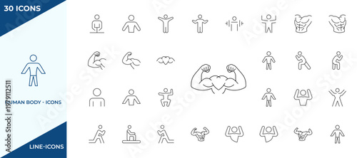 Set of Human body anatomy icons. Human body anatomy and muscular anatomy line icons for bodybuilding. Detailed muscular anatomy and fitness pose icons showing bodybuilding positions.