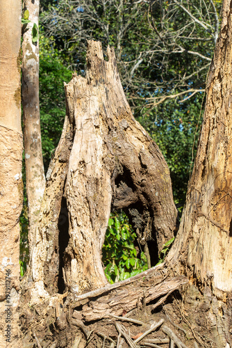 Dry wood during the dry season