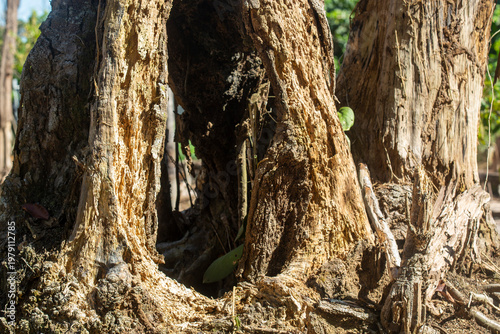 Dry wood during the dry season