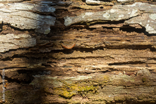 Dry wood during the dry season