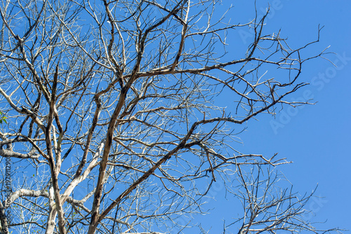 Dry wood during the dry season