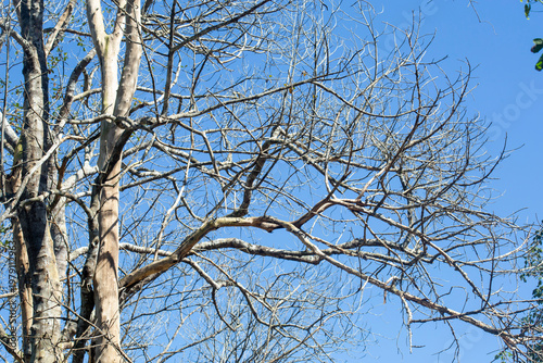 Dry wood during the dry season