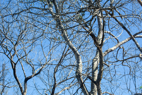 Dry wood during the dry season