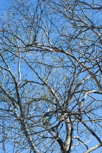 Dry wood during the dry season