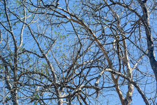 Dry wood during the dry season