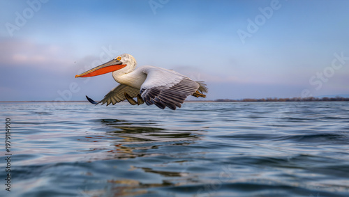 Pelican flying low over water with 300mm lens using panning technique and motion blur effect
