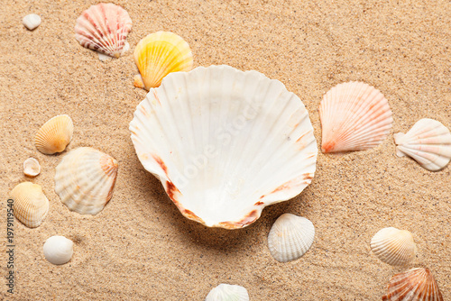 Large scallop shell with as...