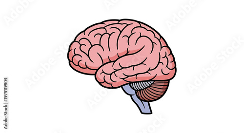 Human Brain Anatomy Illustration - Cerebrum, Cerebellum, Brainstem