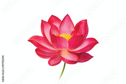 lotus flower isolated on white