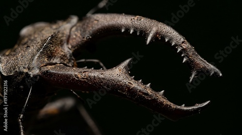 Close-up of a praying mantis raptorial foreleg with sharp spikes against a dark background.