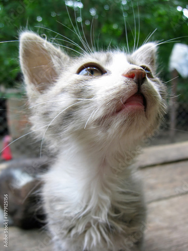 A light-colored kitten looks up curiously. A rural stray kitten is interested in something. Its whiskers, nose, and expressive eyes are clearly visible. A small pet in the countryside.