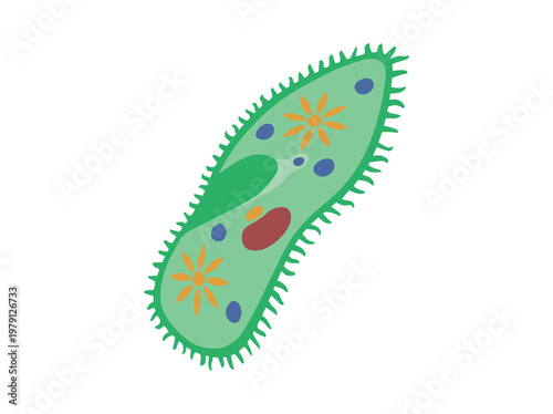 Paramecium Protozoa Illustration
