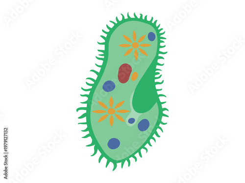 Hand Drawn Paramecium Protozoa Illustration