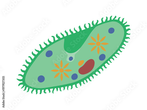 Paramecium Protozoa Clip Art Illustration