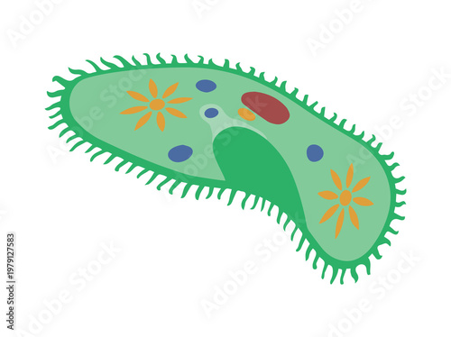 Hand Drawn Paramecium Protozoa Illustration