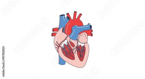 Anatomical illustration depicting a human heart with major vessels