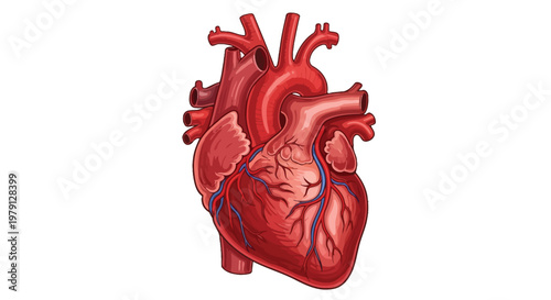 Detailed illustration of a human heart with arteries and ventricles