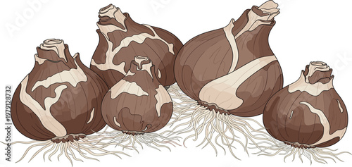 Top view of assorted fresh organic root vegetables with leafy greens arranged in bundle for healthy eating and farm produce concept