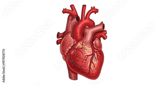 Anatomical illustration of a human heart with major vessels depicted