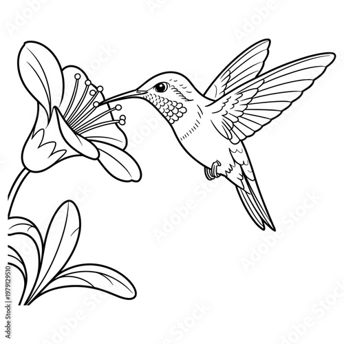 ummingbird and Flowers Coloring Page for Kids