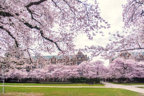 Cherry blossoms in Seattle University in spring time. WA. USA
