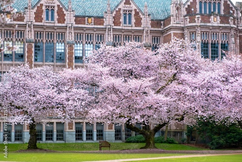 Spring in the city. Cherry blossoms against builing in Seattle. WA. USA