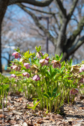 公園のクリスマスローズ