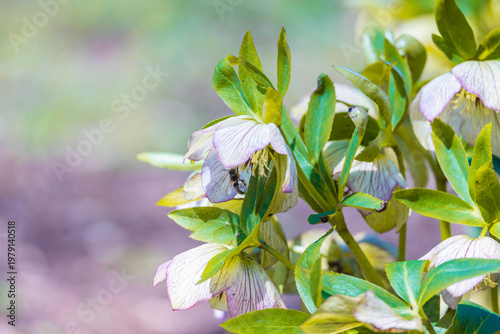 クリスマスローズ