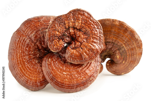 Lingzhi or Reishi mushroom isolated on white background with clipping path.