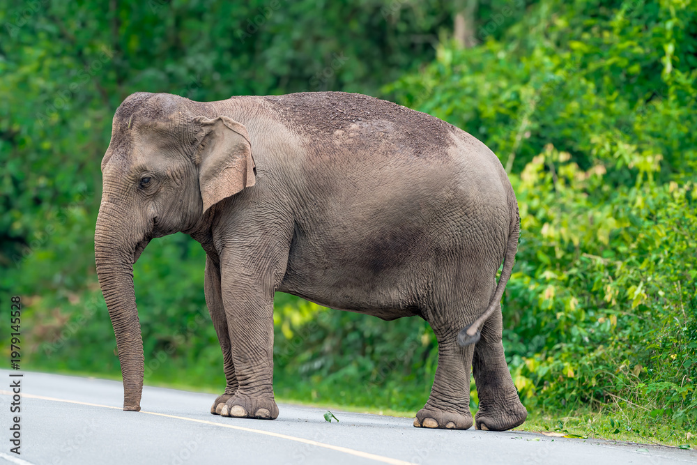 Fototapeta premium Its body is gray, its snout is called the trunk. The trunk of the Asian elephant has only one beak. Nakhon Ratchasima, Thailand.