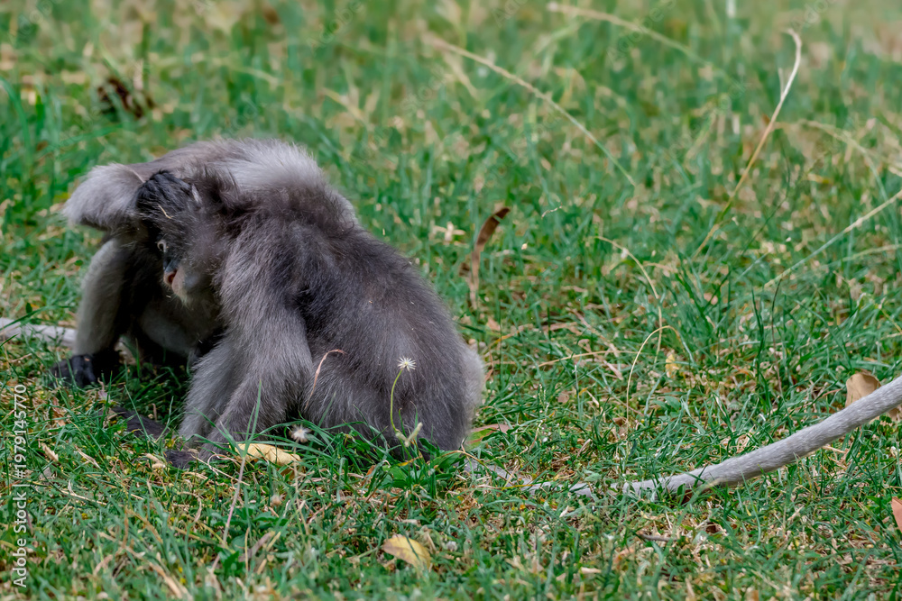 Obraz premium Dusky Langur, Spectacled Langur Southern langur The body color is gray, hands, feet black, face dark gray or gray black. The area around the eyes is white. similar to wearing glasses. 