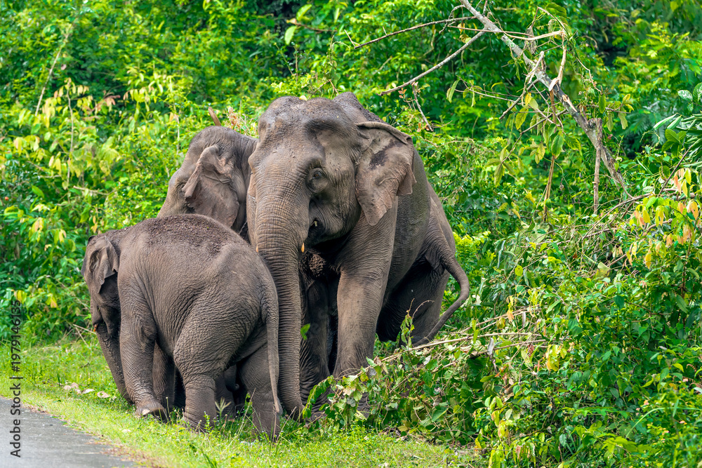 Obraz premium Its body is gray, its snout is called the trunk. The trunk of the Asian elephant has only one beak. Nakhon Ratchasima, Thailand.