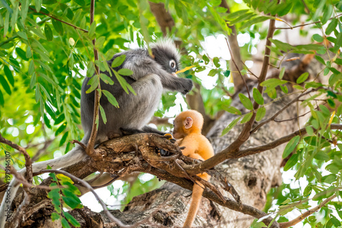 Photography Dusky Langur, Spectacled Langur Southern langur The body color is gray, hands, feet black, face dark gray or gray black