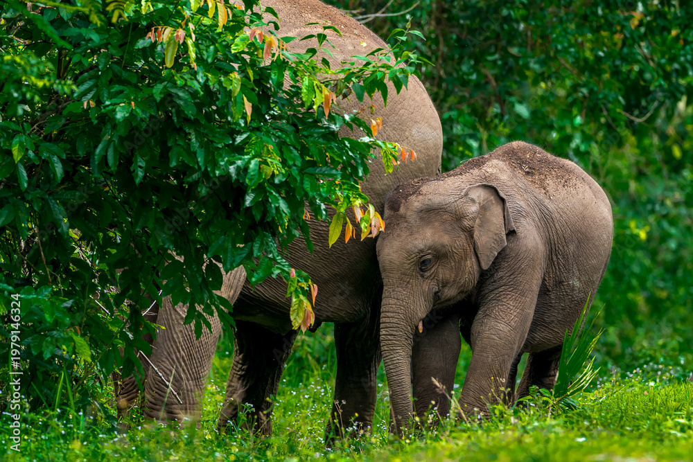 Fototapeta premium Its body is gray, its snout is called the trunk. The trunk of the Asian elephant has only one beak. Nakhon Ratchasima, Thailand.