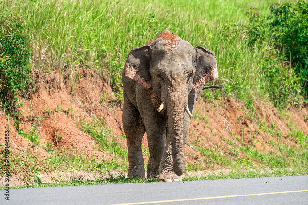 Obraz premium Its body is gray, its snout is called the trunk. The trunk of the Asian elephant has only one beak. Nakhon Ratchasima, Thailand.