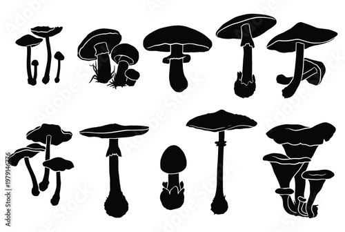 Various mushroom species silhouettes with different cap shapes set.