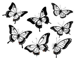 Seven butterflies with black and white wings on a white background