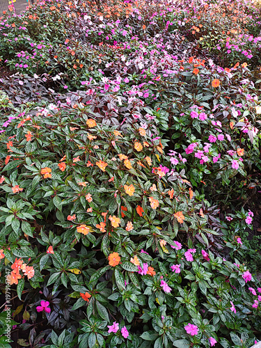 Bild auf Leinwand Vibrant pink flowerbed of impatiens hawkeri and orange impatiens new guinea or Iriancis bunga pacar air on rich sunlight