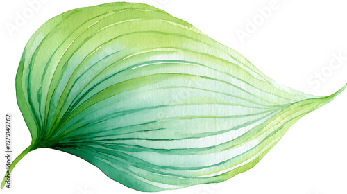 A green leaf with a white background
