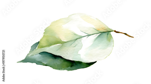 A leaf is shown in a watercolor painting