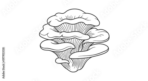 A detailed black and white illustration of a cluster of oyster mushrooms.