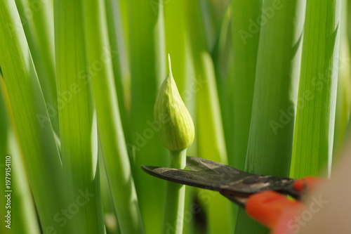 ネギ坊主を園芸ばさみでカットする