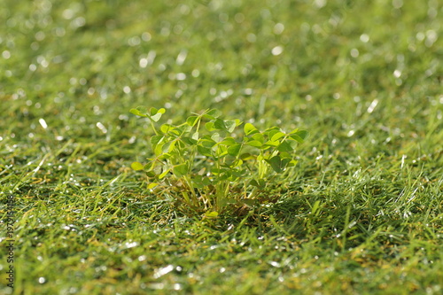 人工芝のすき間から生えた雑草