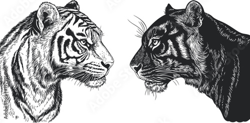 Detailed Sketch of Tiger and Black Panther Facing Each Other.
